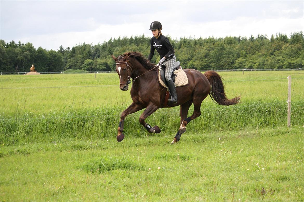 Oldenborg Egelund Nova - Fedt billede :D
Fotograf: Hanne Pedersen :) billede 18
