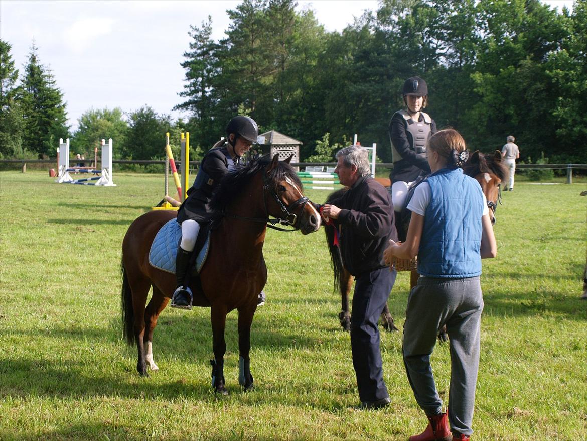 Hollandsk Sportspony no fear billede 4