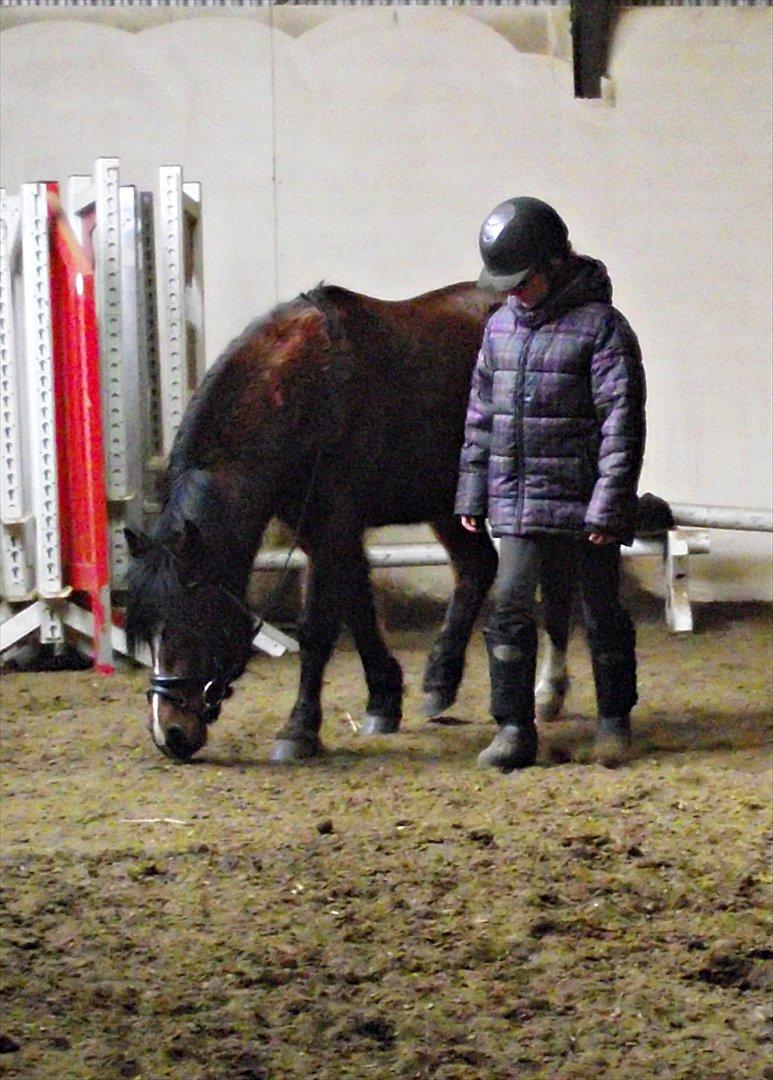 Hollandsk Sportspony no fear billede 2