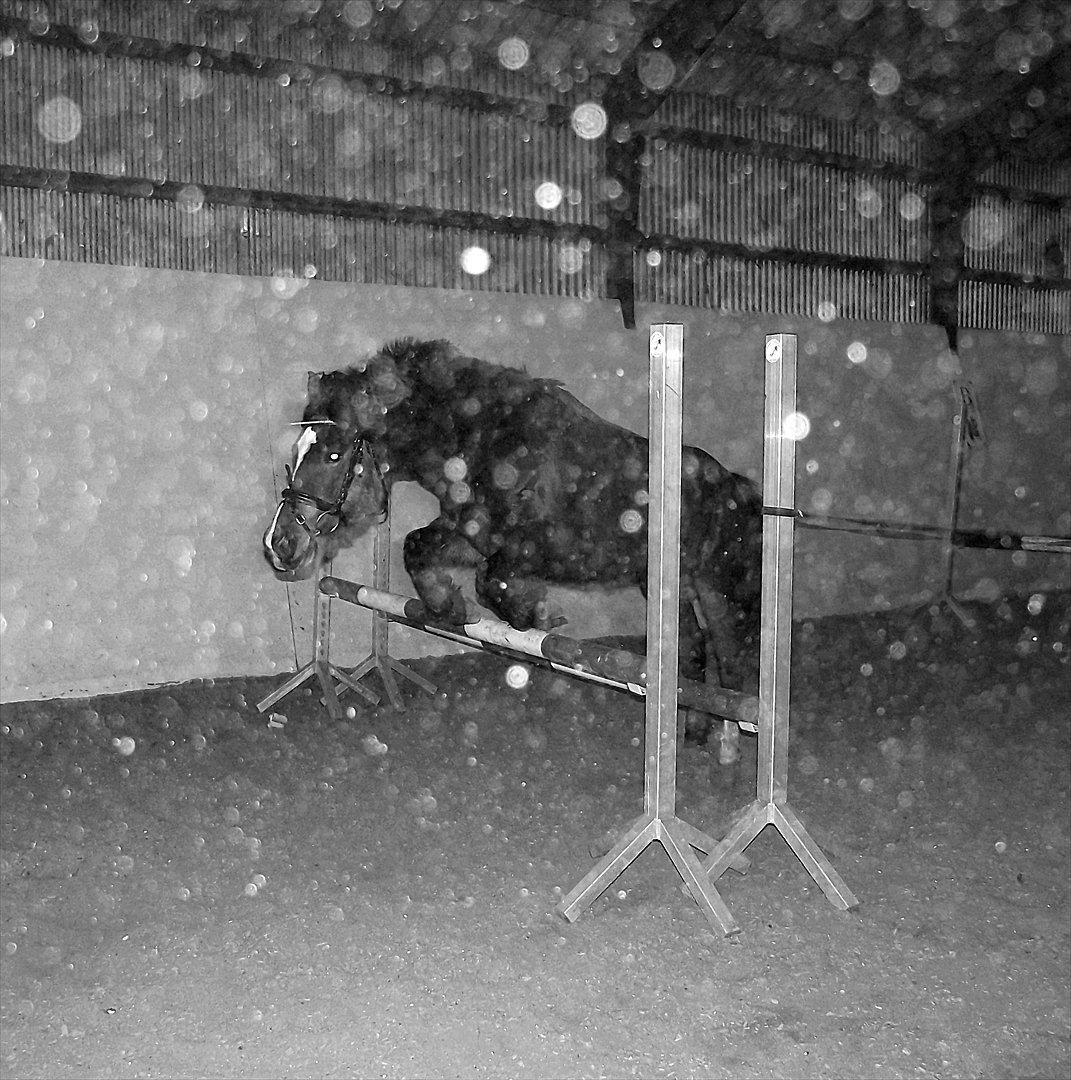 Hollandsk Sportspony no fear billede 6