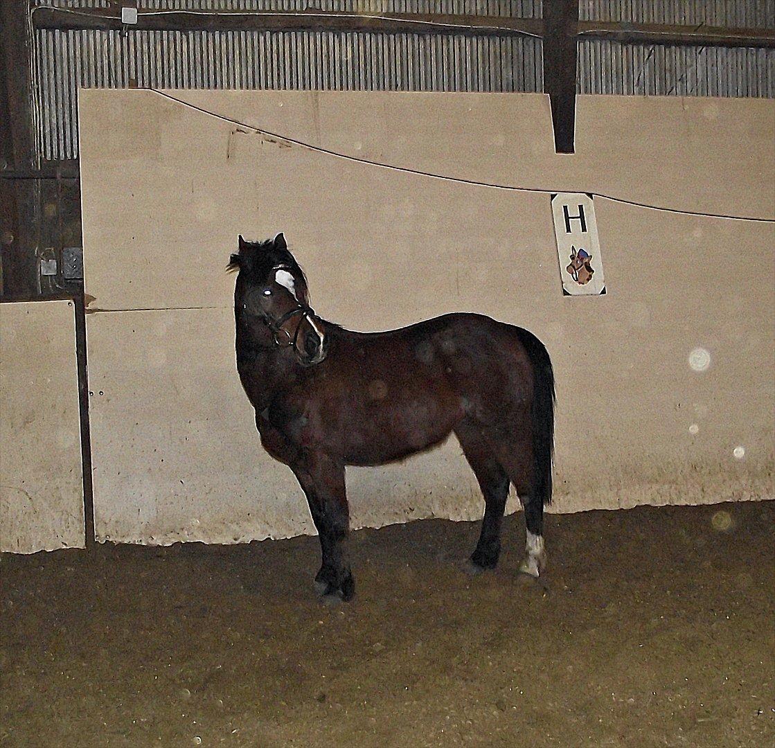 Hollandsk Sportspony no fear billede 9