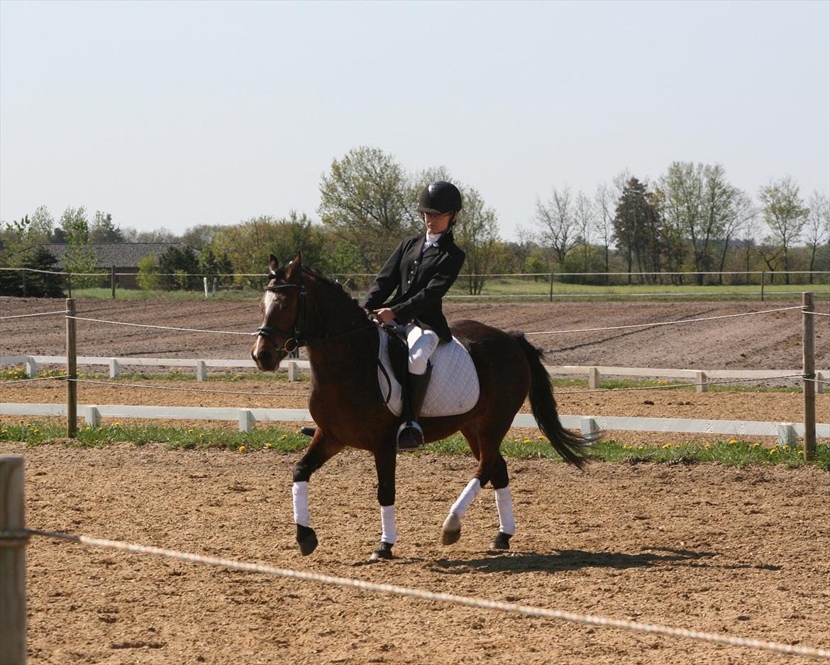 Hollandsk Sportspony no fear billede 10