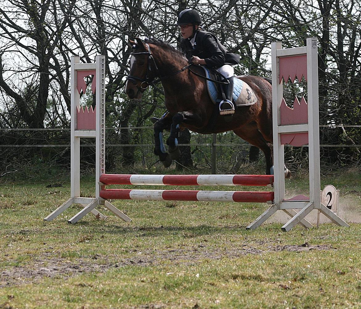 Hollandsk Sportspony no fear billede 13