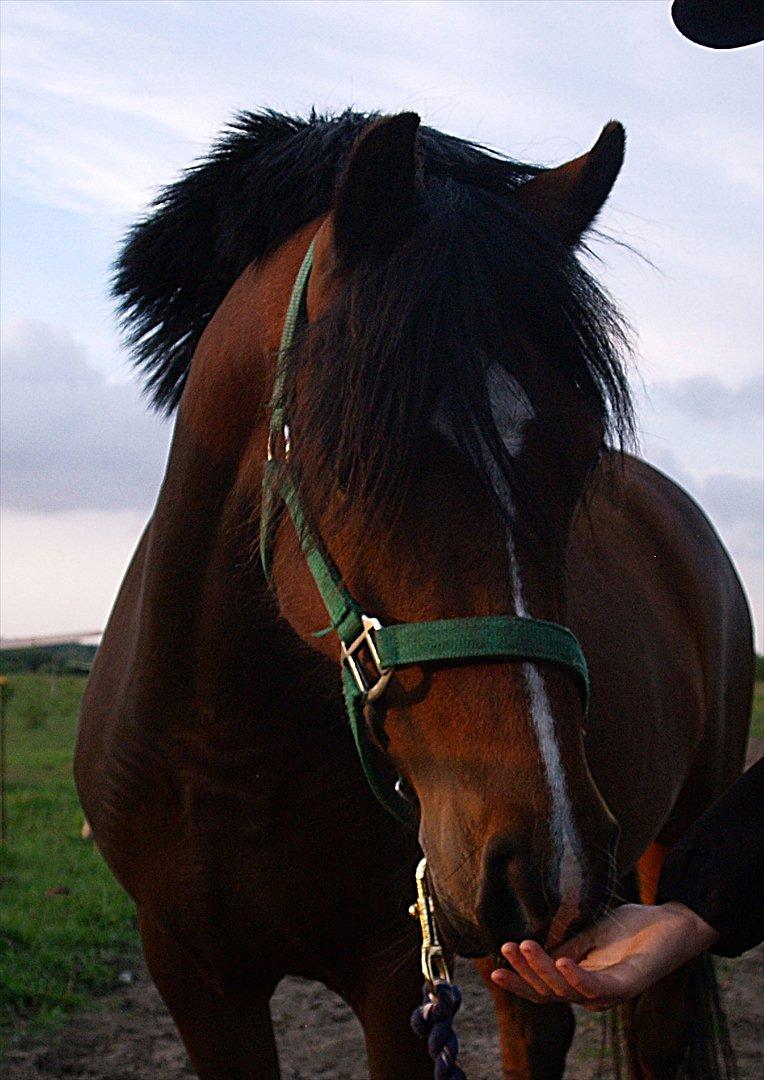 Hollandsk Sportspony no fear billede 7