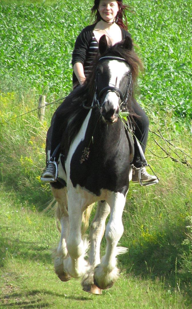 Irish Cob <3 Kaipo <3  - # 17. Søde Maja (min kusines datter) galoper på smukke Kaipo. Taget d. 6 juli 2011 billede 17