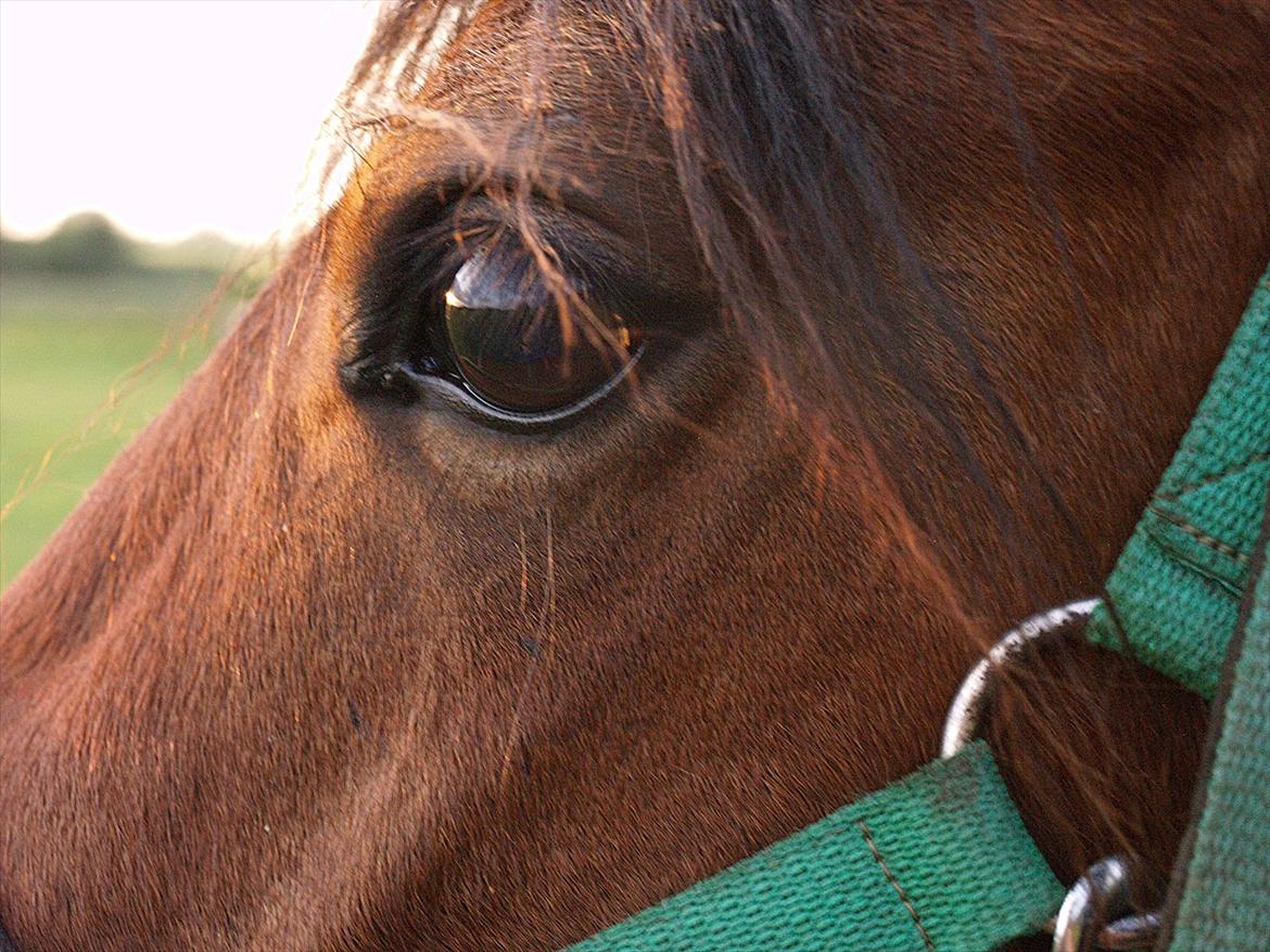 Hollandsk Sportspony no fear billede 12