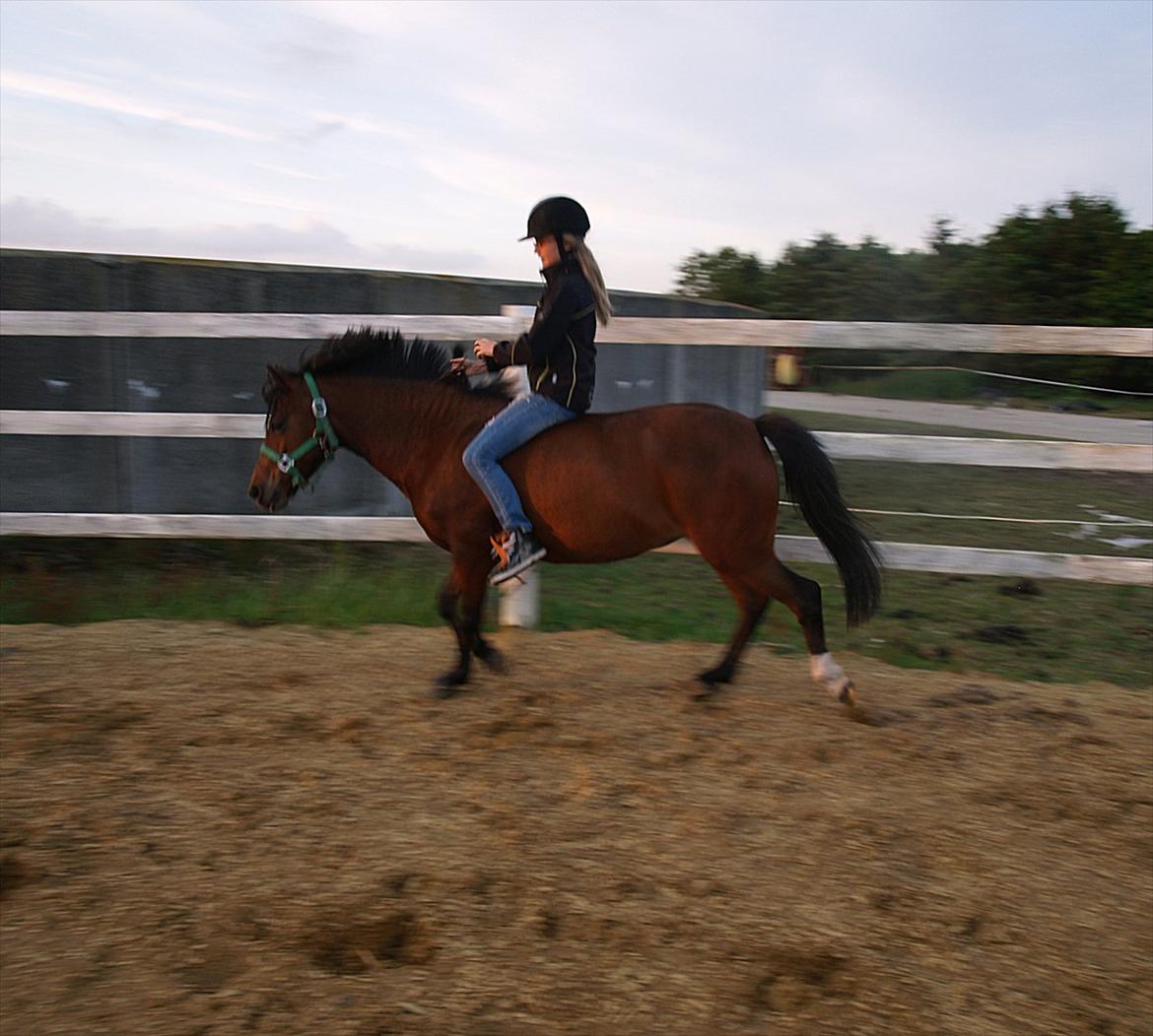 Hollandsk Sportspony no fear billede 17