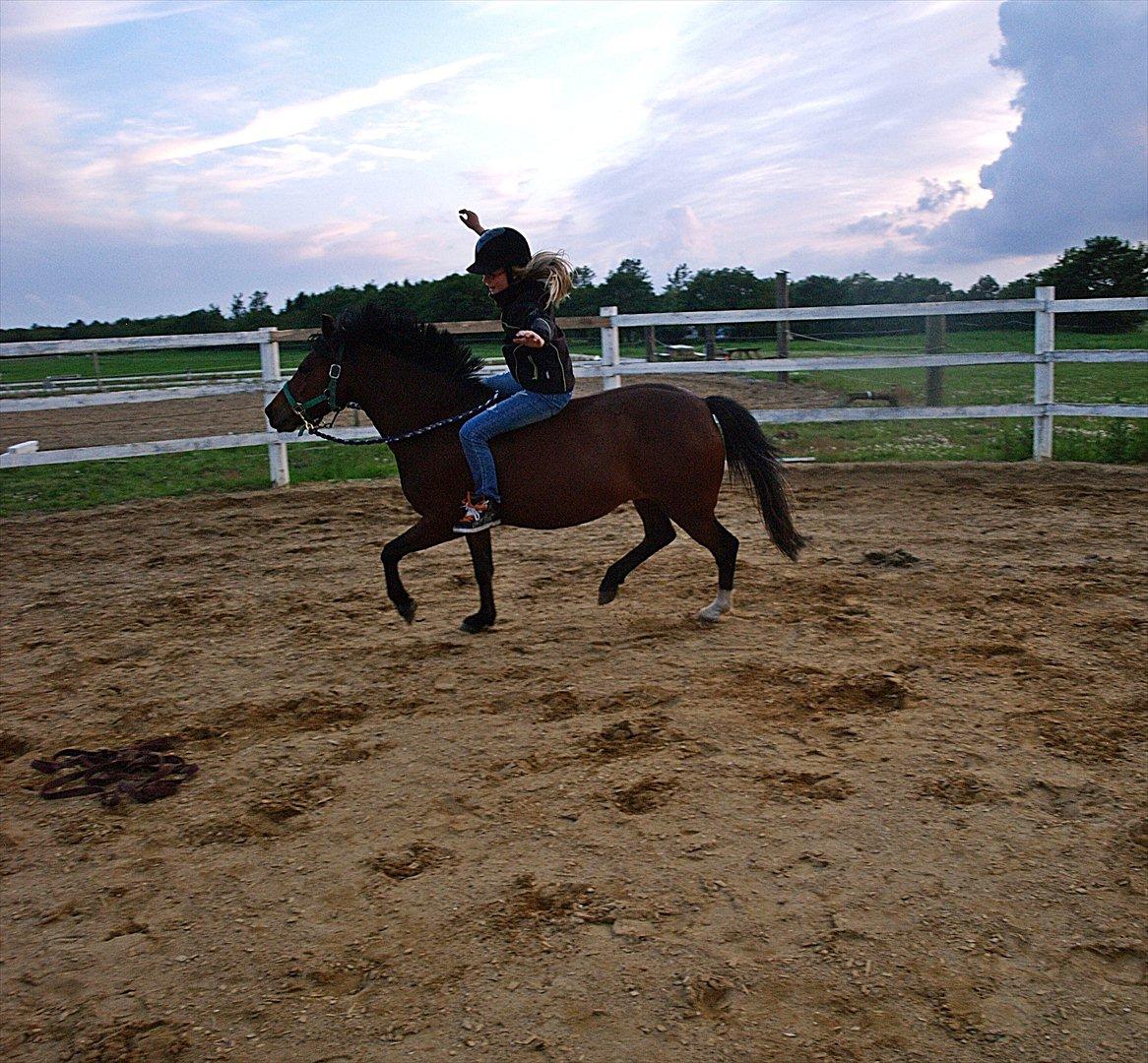 Hollandsk Sportspony no fear - Savner virkelig de tider !<3 billede 5