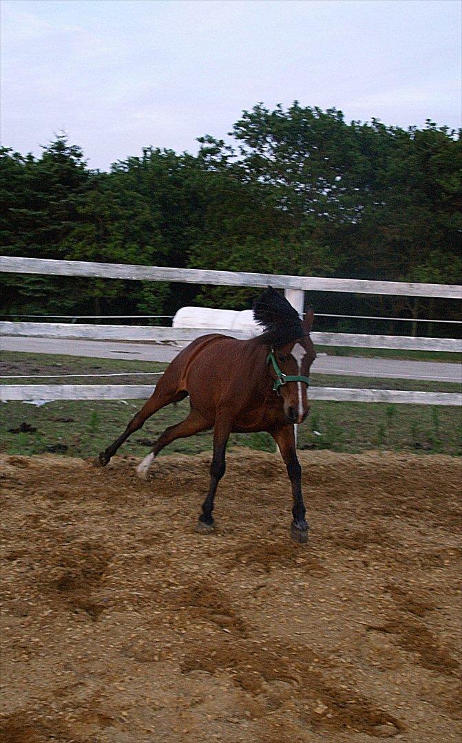 Hollandsk Sportspony no fear billede 11