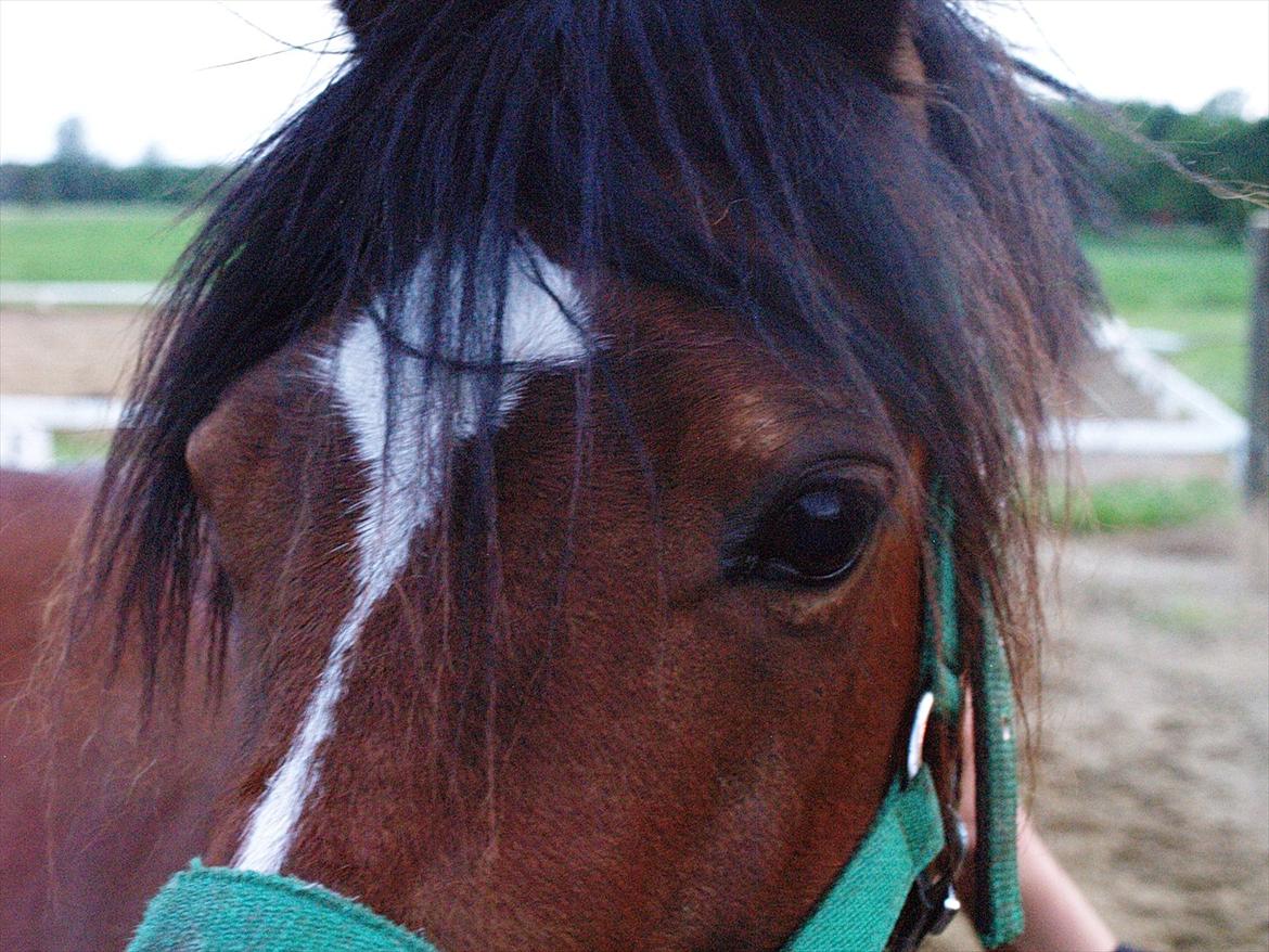 Hollandsk Sportspony no fear billede 18