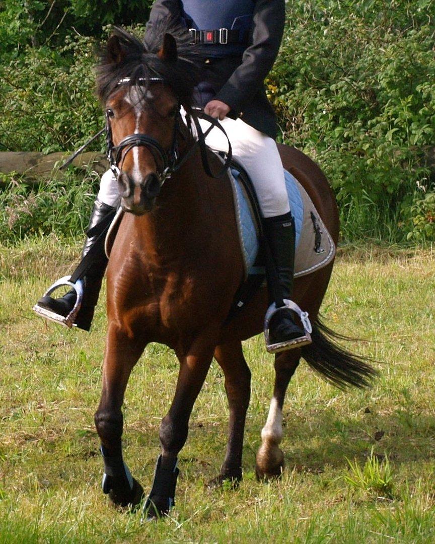 Hollandsk Sportspony no fear billede 15