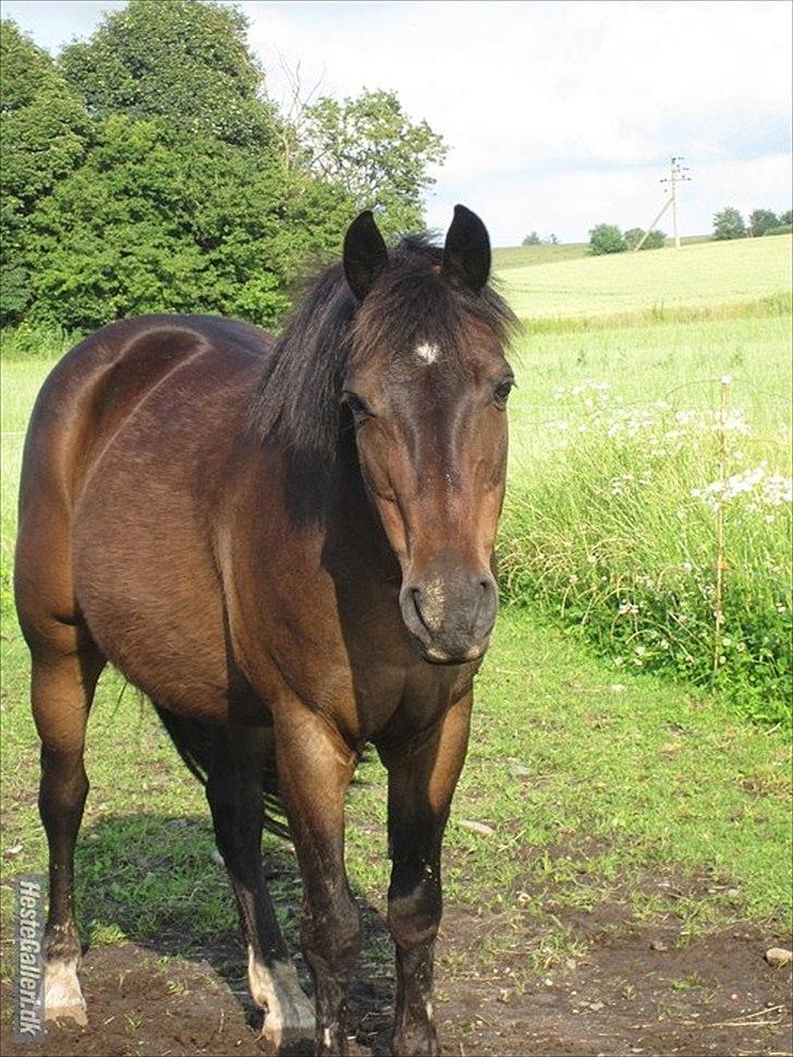 New Forest Dusty - Min fine dreng :D billede 15
