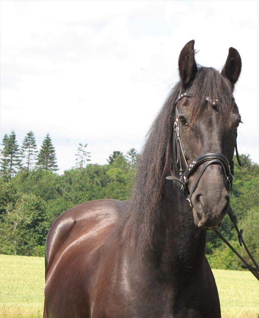 Frieser Jeike P(Passer) - Velkommen til Jeike P! billede 1