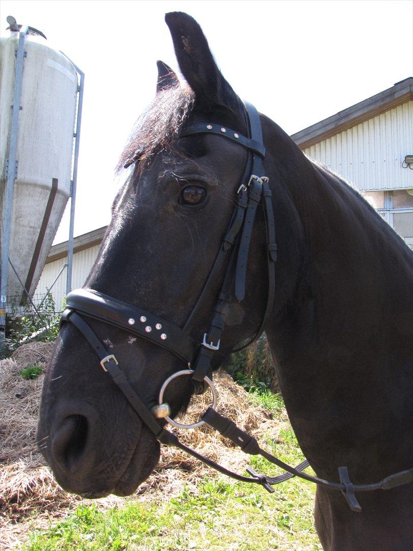 Frieser Jeike P(Passer) - ... billede 3