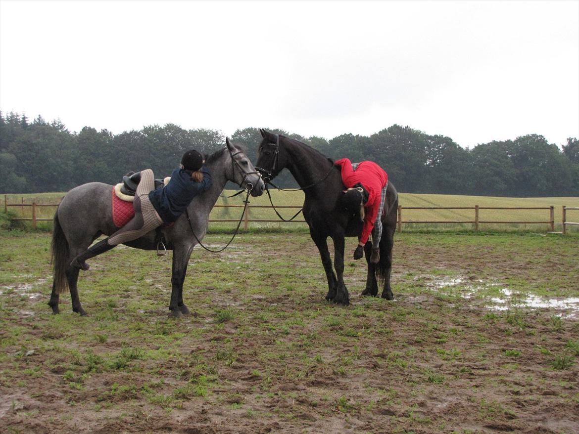 Frieser Jeike P(Passer) - Vi hænger ud med vores ponyer (y) billede 5