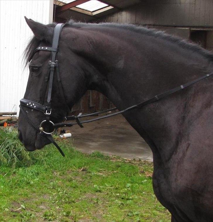 Frieser Jeike P(Passer) billede 7