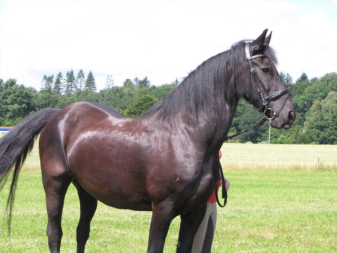 Frieser Jeike P(Passer) - Sol, og flotte Jeike billede 10