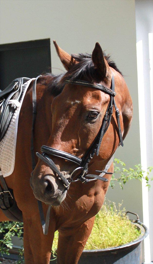 Fuldblod (XX) King of York billede 1