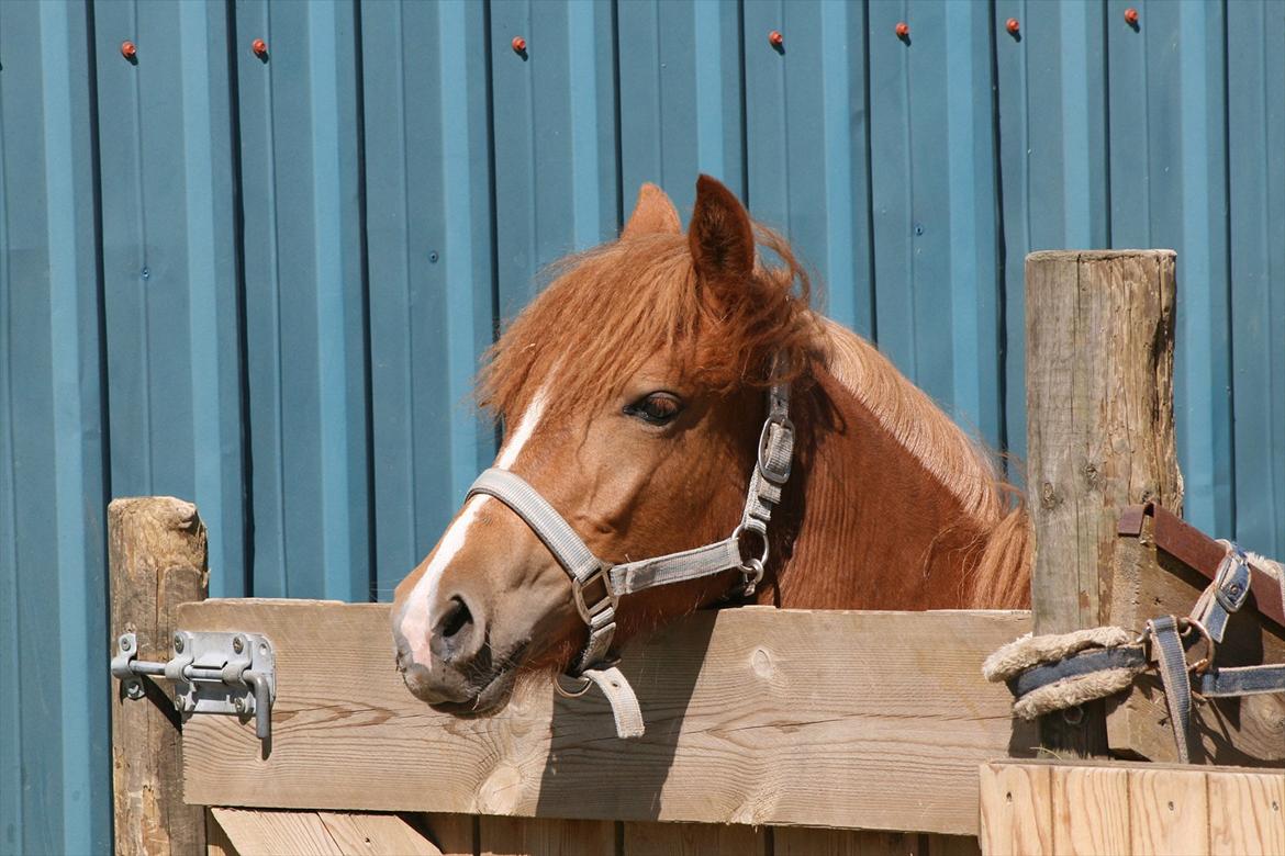 DSP Moonjam´s Melody billede 8