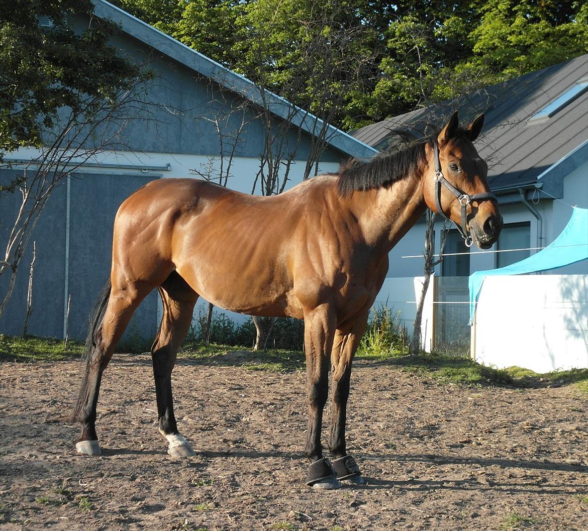 Fuldblod (XX) King of York - Juni 2011 billede 2