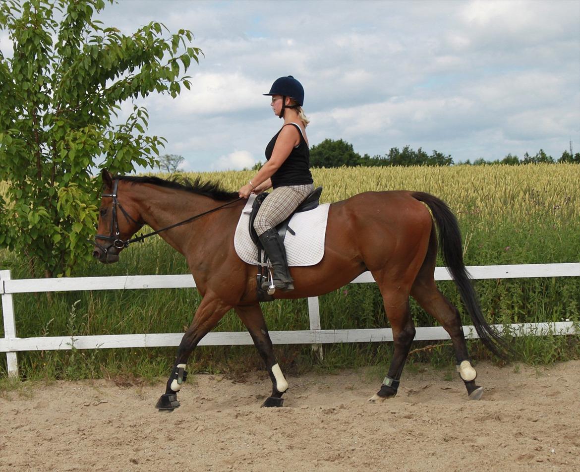 Fuldblod (XX) King of York - Juli 2011 billede 5