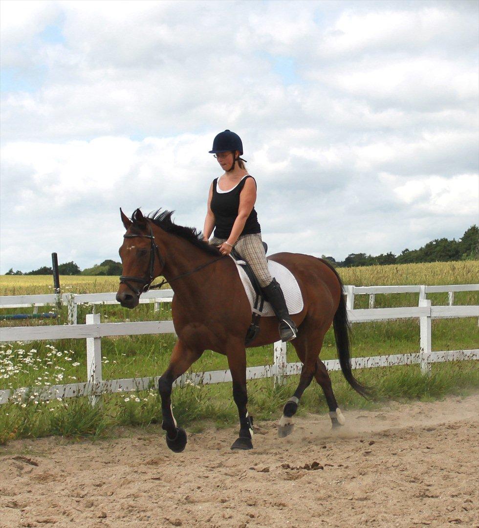 Fuldblod (XX) King of York billede 6