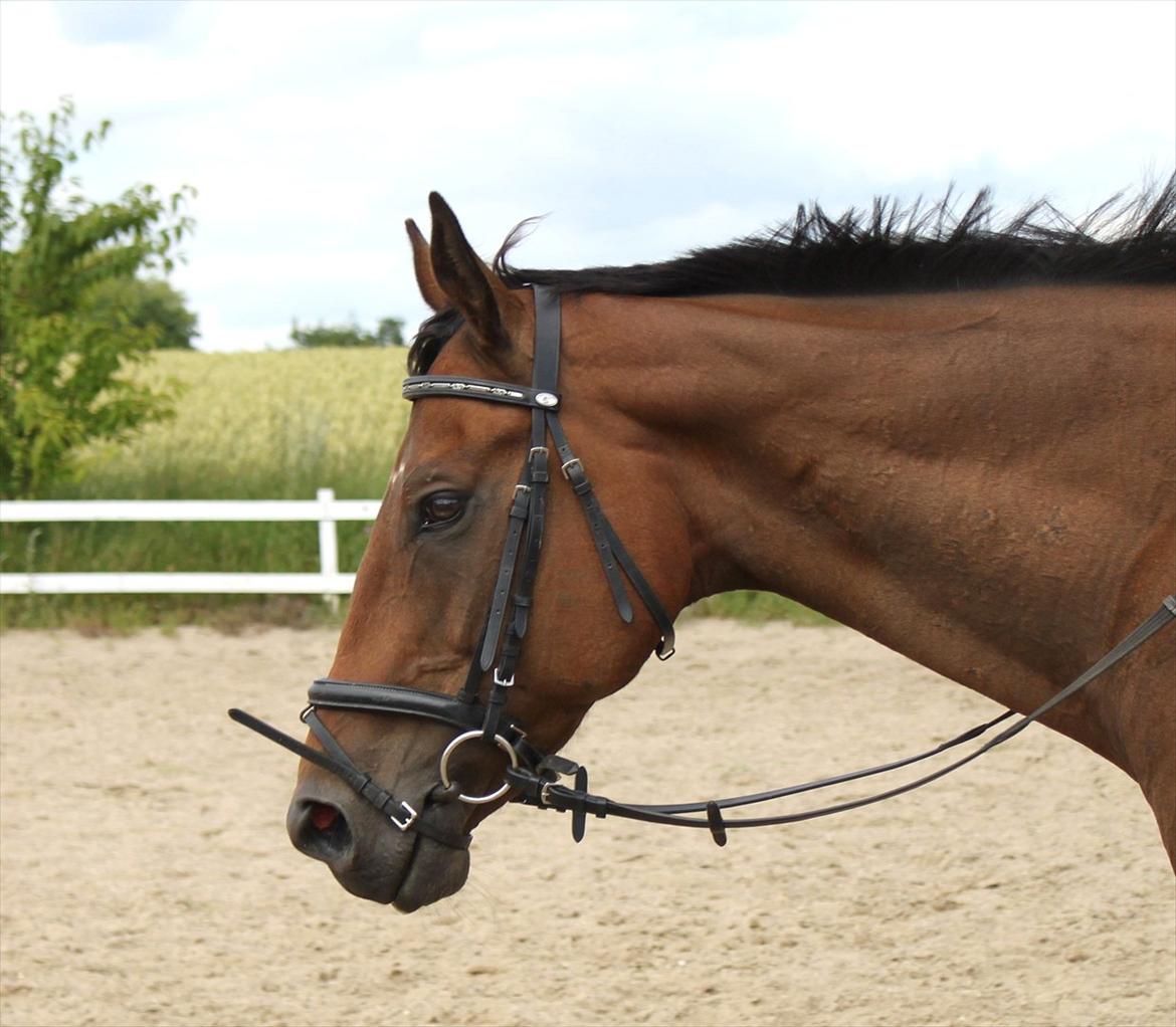Fuldblod (XX) King of York billede 7