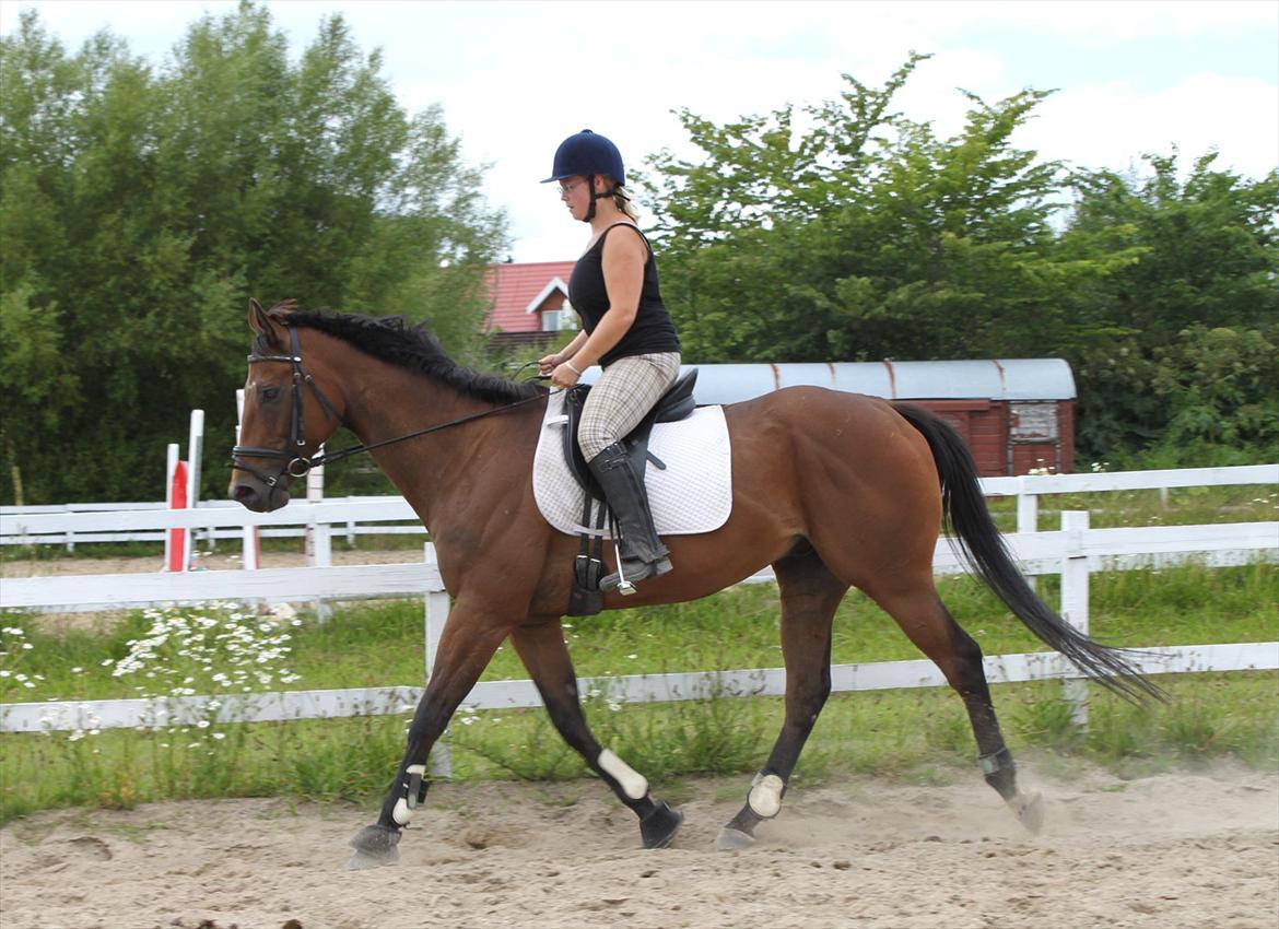 Fuldblod (XX) King of York - Juli 2011 billede 11