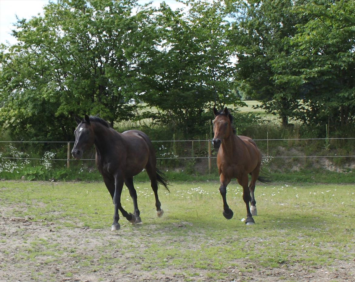 Fuldblod (XX) King of York billede 13