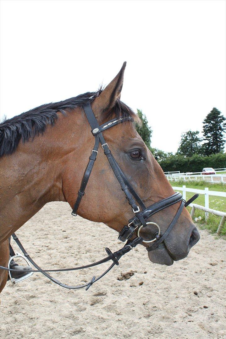 Fuldblod (XX) King of York billede 14