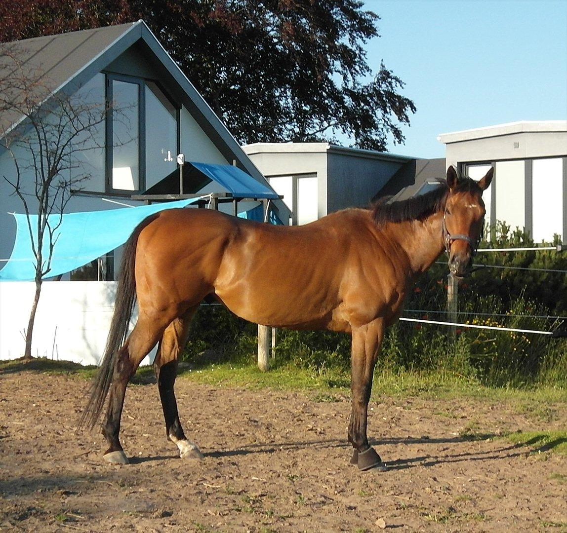 Fuldblod (XX) King of York - Juni 2011
 billede 15
