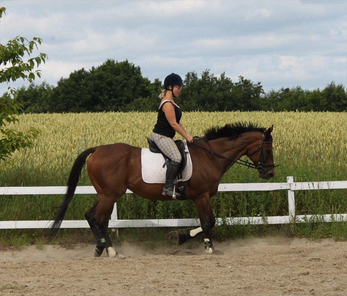 Fuldblod (XX) King of York billede 17
