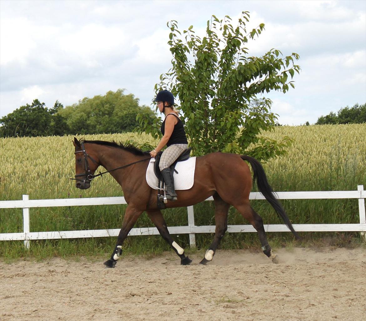 Fuldblod (XX) King of York billede 18