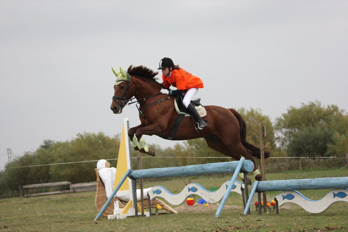 Dansk Varmblod Kaiser <33 (Solgt ;'/) - Terrænspringning på Falken billede 12