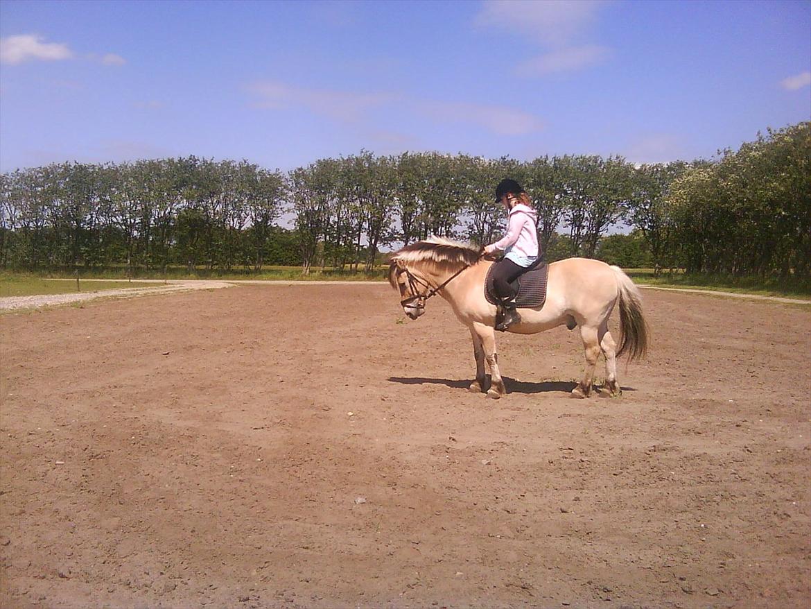 Fjordhest Beersmindes Tarzan billede 9