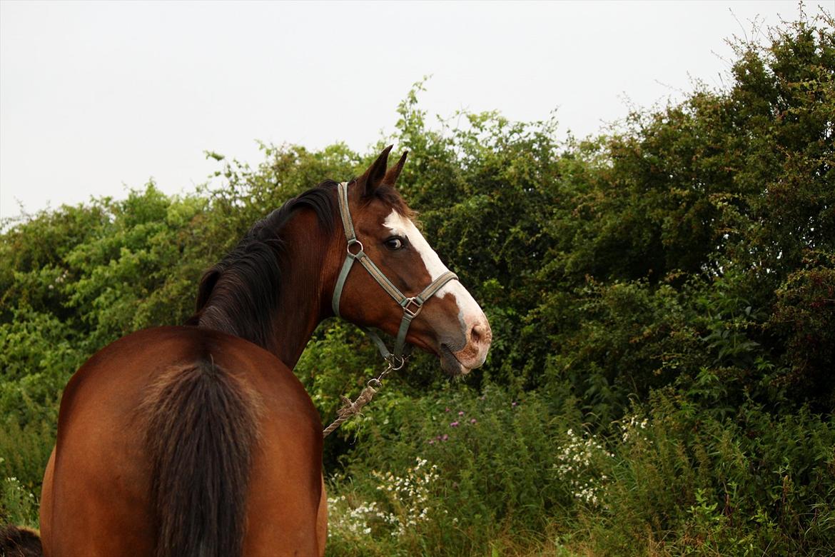 Zangersheide GESS ALFARVAD Z - *Min big'ass-maskine <3 *Fotograf: Nanna Carlsen (Dogpaw.dk) billede 15