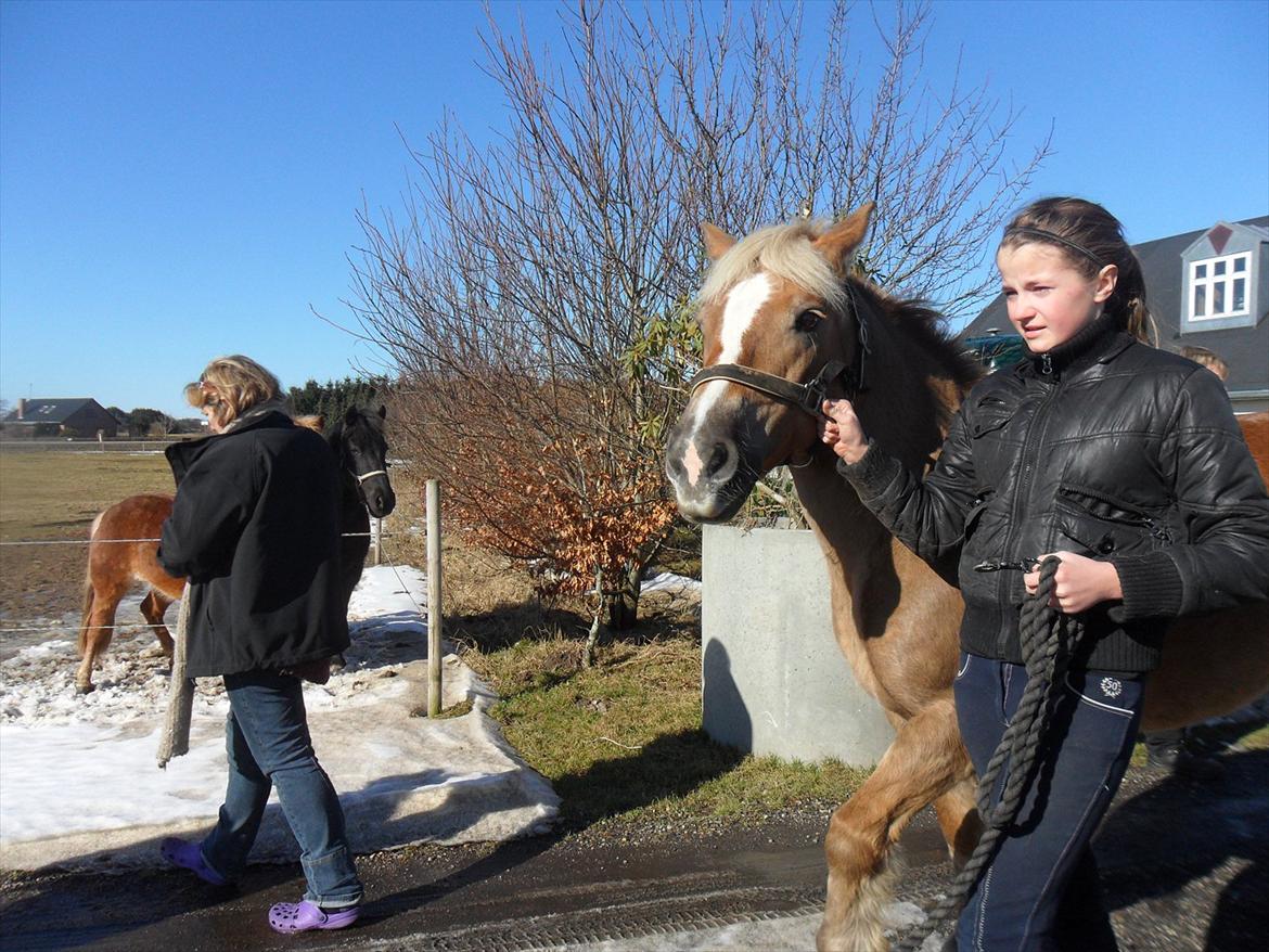 Haflinger Frk.Smilla billede 5