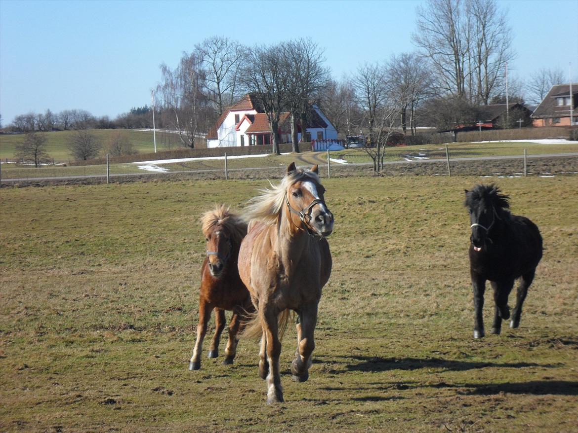 Haflinger Frk.Smilla billede 6