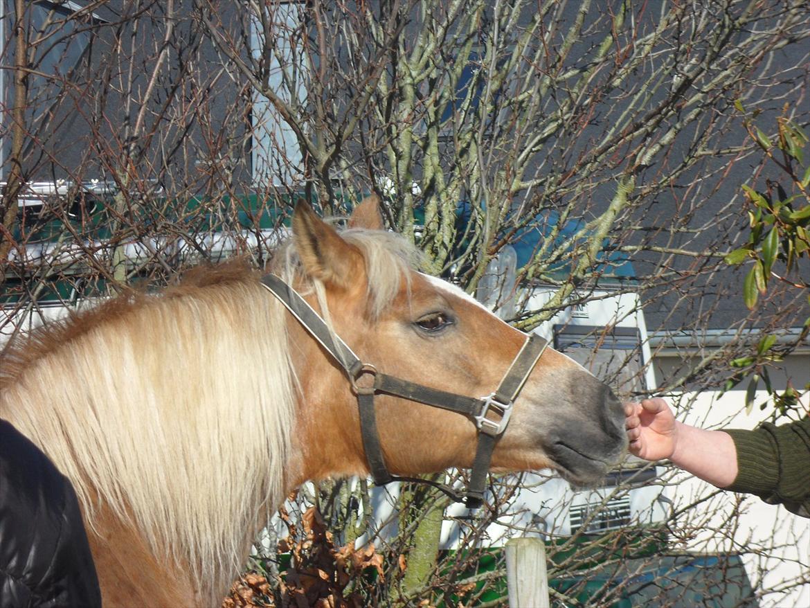 Haflinger Frk.Smilla billede 7