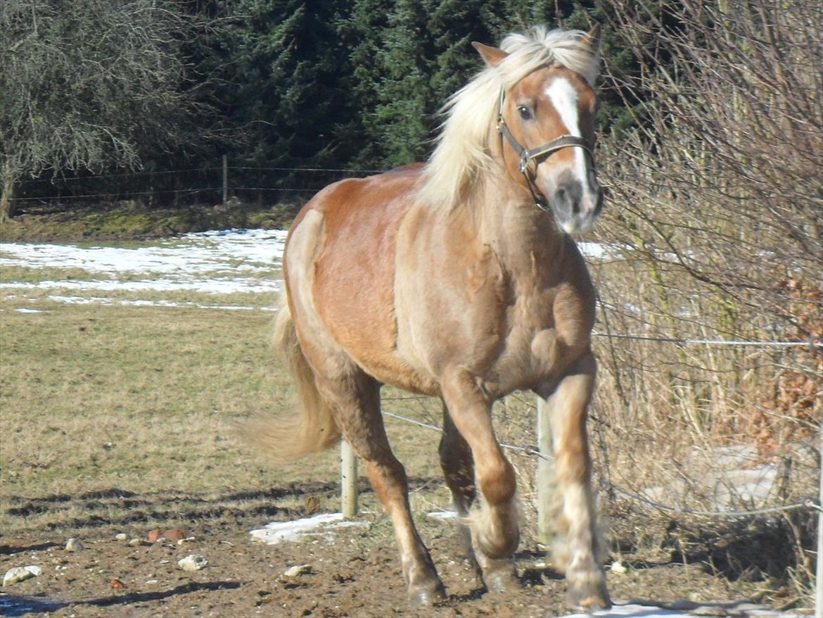 Haflinger Frk.Smilla billede 8