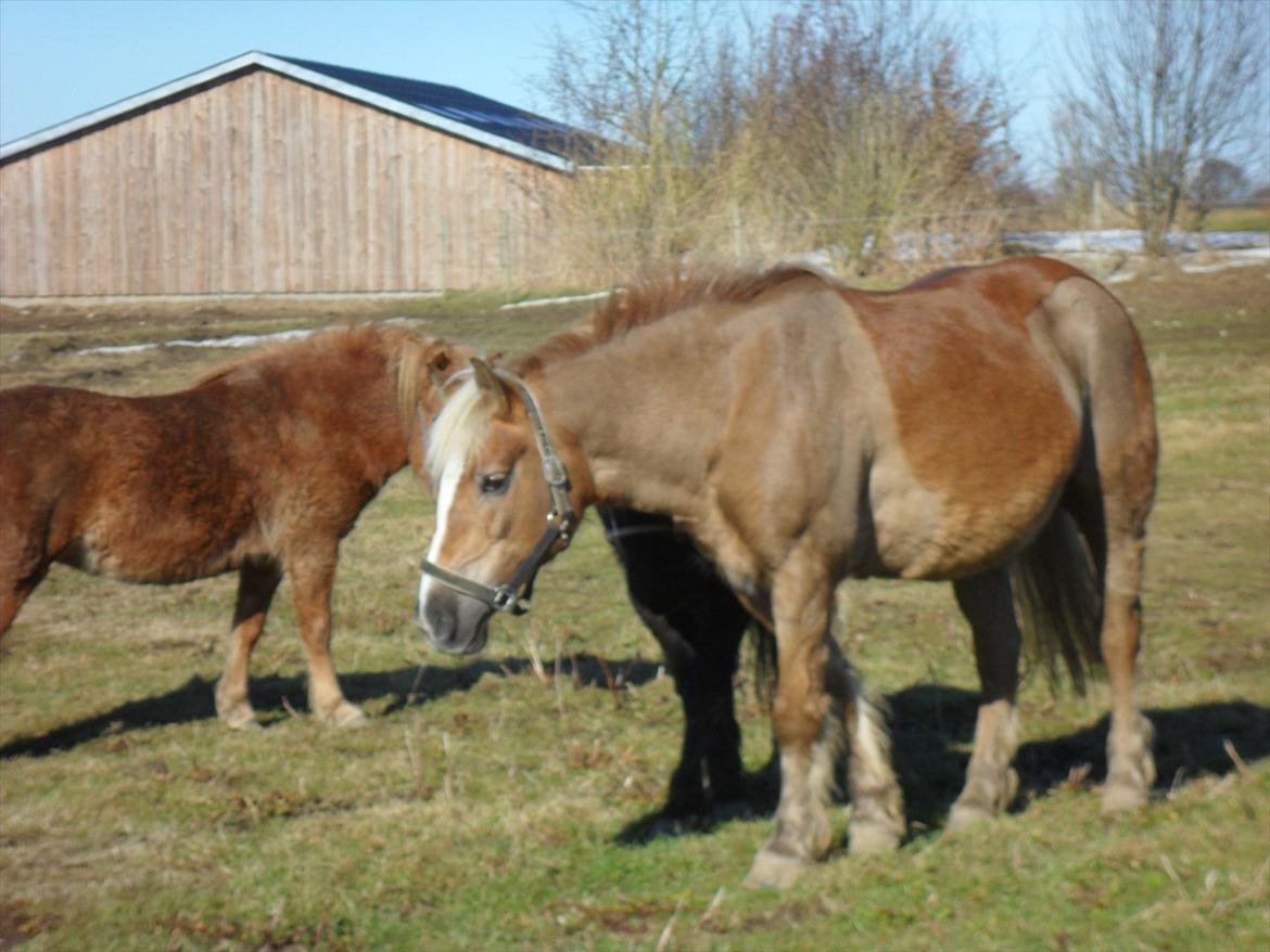 Haflinger Frk.Smilla billede 9