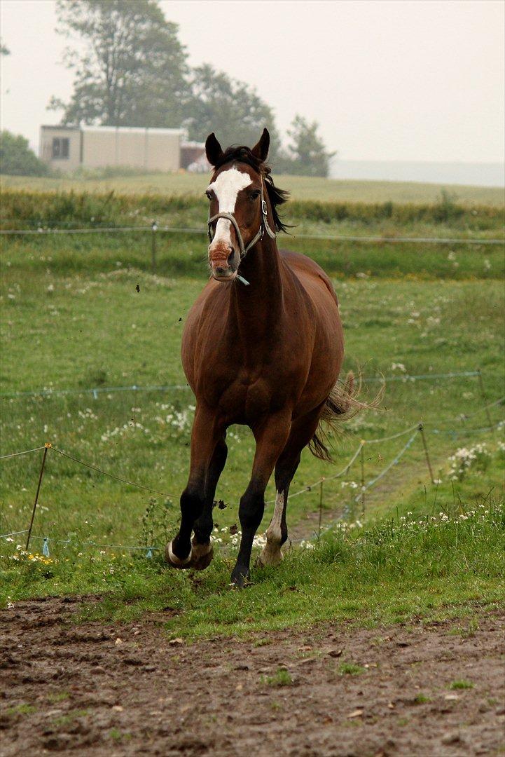 Zangersheide GESS ALFARVAD Z - *I galop, hjemme på folden! *Fotograf: Nanna Carlsen (Dogpaw.dk) billede 17