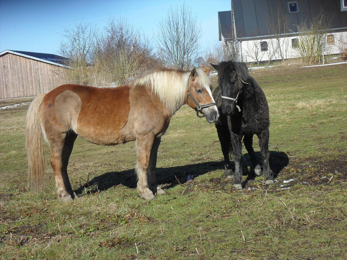 Haflinger Frk.Smilla billede 10