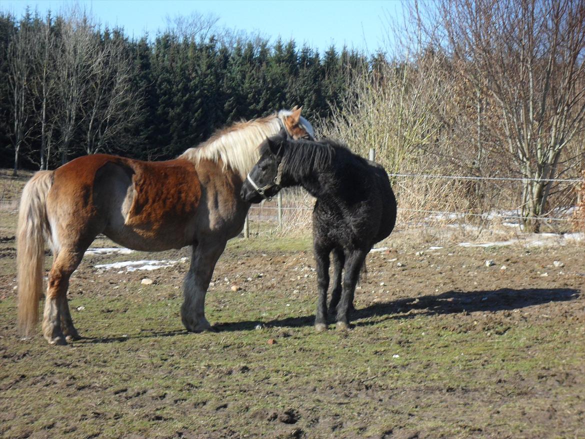 Haflinger Frk.Smilla billede 11