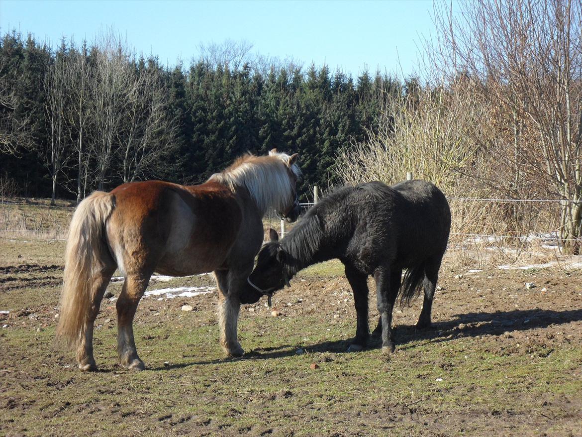 Haflinger Frk.Smilla billede 12