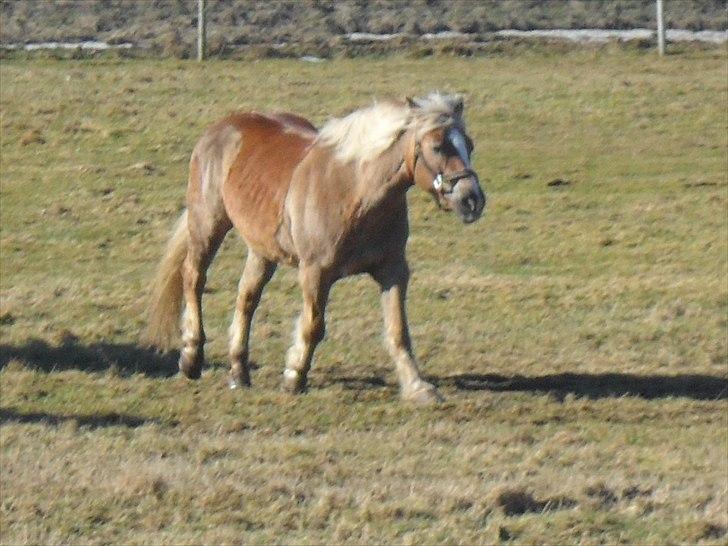 Haflinger Frk.Smilla billede 13