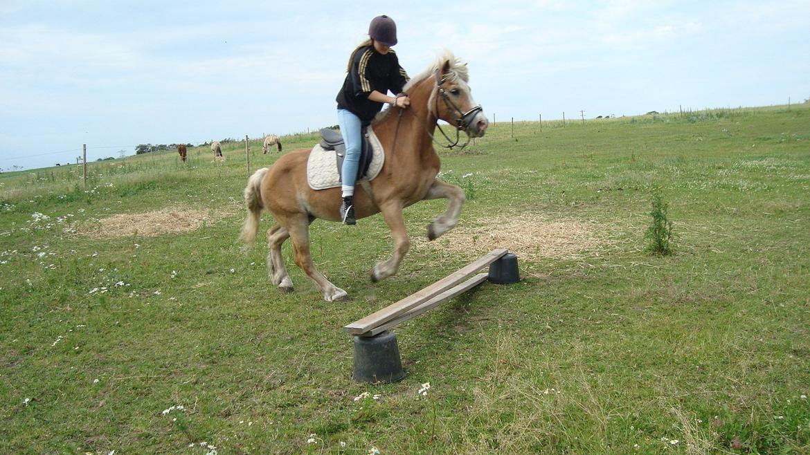 Tyroler Haflinger Anton himmelhest  - hop anton billede 5