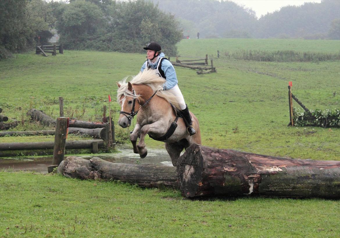 Haflinger Cody - CNCP80 Military på SRÅ d. 26/9 2010
 billede 14