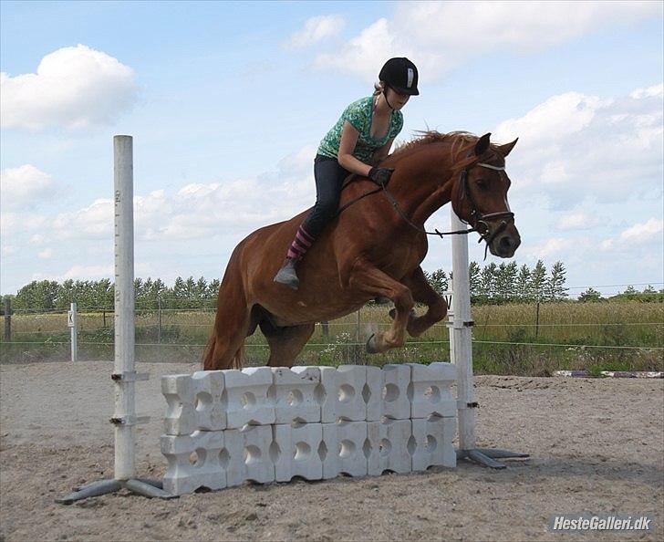 Anden særlig race PEPSI! :D - Alt for søde pony over stablede cavelettis efter en ekstrem morsom ponygamestræning xD 
Jeg ved godt at det her er et ubetydeligt lille billede i denne verden, men det er et billede der gør mig stolt. Jeg elsker dig. <3  billede 15