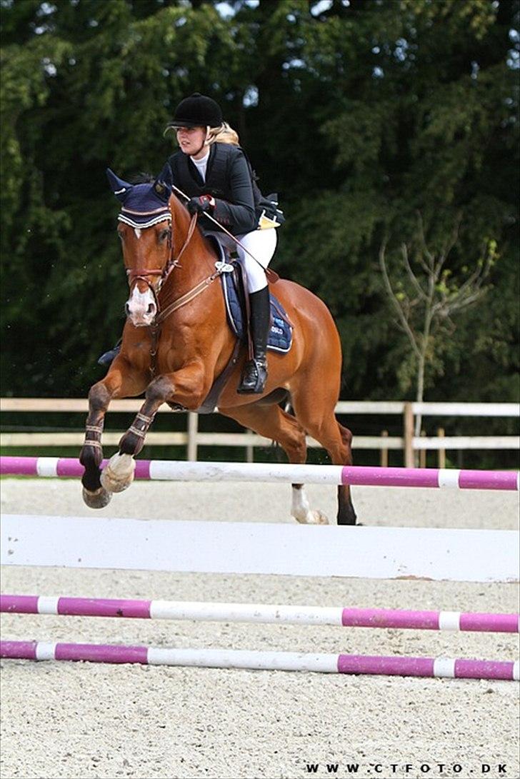 Hollandsk Varmblod Purple KWPN billede 16